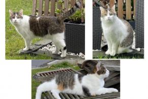 Disappearance alert Cat Male , 4 years Mersch Luxembourg